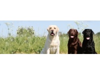 labrador_retriever1