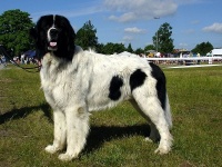 landseer1