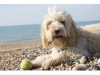 nagy_vende-i_giffon_kop2