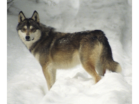 nyugat-szibriai_lajka1