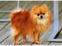 pomerniai_trpespicc1