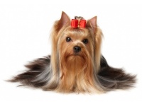 yorkshire_terrier1