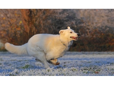 amerikai-kanadai_fehr_juhszkutya2