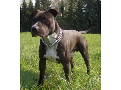 amerikai_staffordshire_terrier