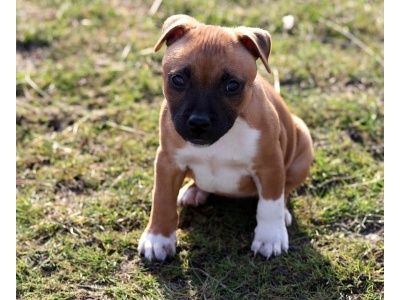 angol_staffordshire_bullterrier2_23166203