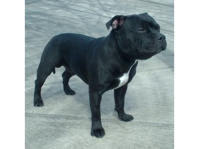 angol_staffordshire_bullterrier_1308128377
