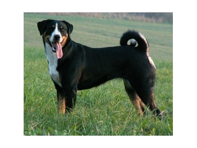 appenzelli_psztorkutya