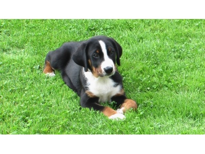 appenzelli_psztorkutya2