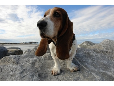basset_artezien_norman2