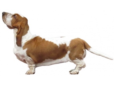 basset_hound_fond_blanc