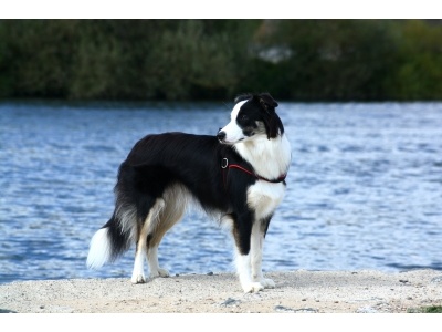 border_collie_1