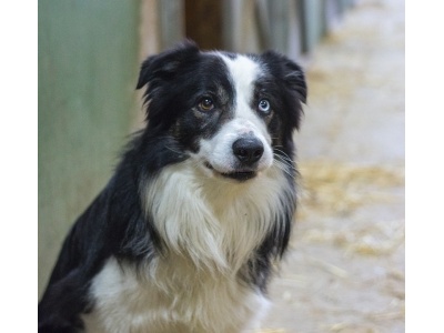 border_collie_2