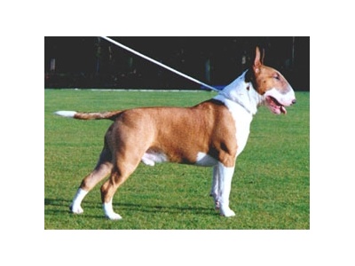 bull_terrier_2