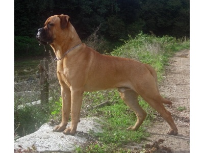 bullmastiff1