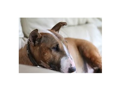 bullterrier1