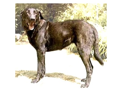 cao_de_castro_laboreiro2