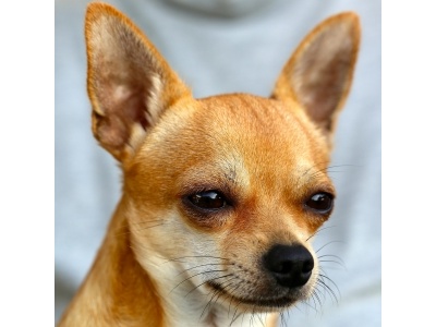 chihuahua-453063_1920