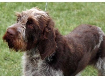 cseh_szlksszr_vizsla_1587554336