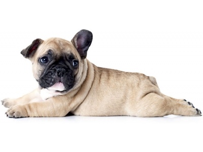 francia_bulldog1