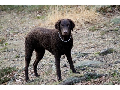gndr_szr_retriever1