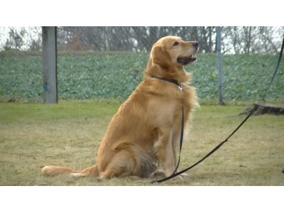 golden_retriever1