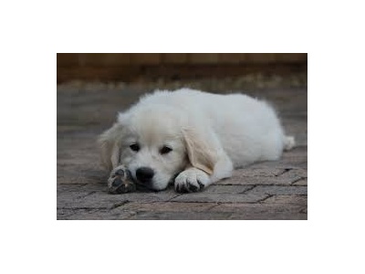golden_retriever2