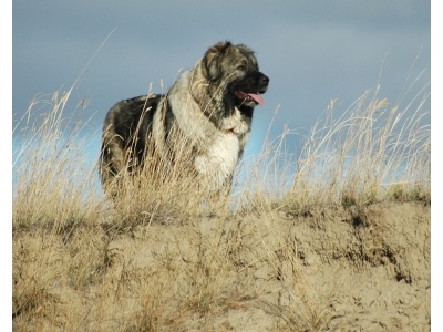 kaukzusi_juhszkutya1