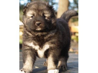 kaukzusi_juhszkutya2