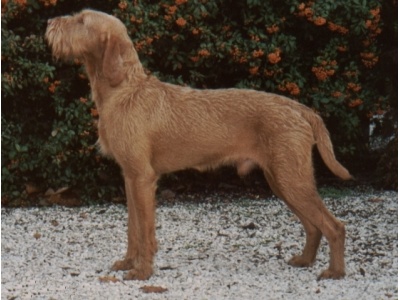 magyar_vizsla1