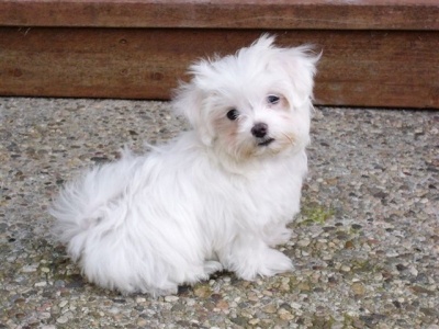 maltese_puppy_image_001