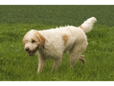 nagy_vende-i_giffon_kop1