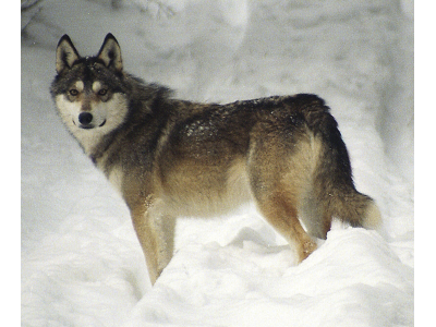 nyugat-szibriai_lajka1