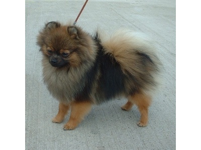 pomerniai_trpespicc2