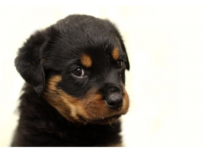 rottweiler2