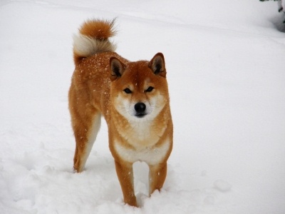 shibainu1