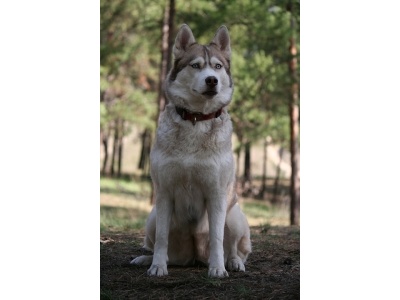 siberian-husky2