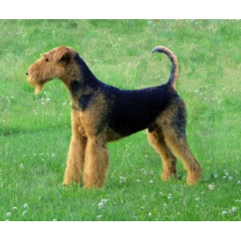 airedale_terrier2