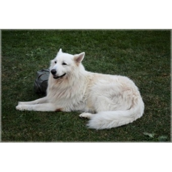 amerikai-kanadai_fehr_juhszkutya