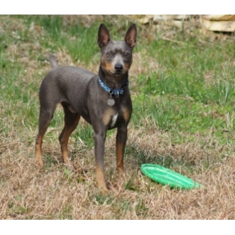 amerikai_kopasz_terrier2