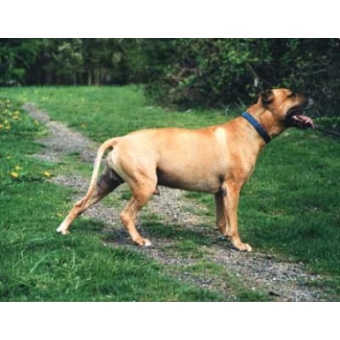 amerikai_pit_bullterrier