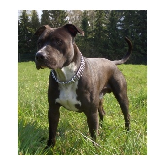 amerikai_staffordshire_terrier