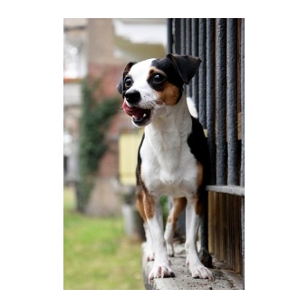 andalz_egrvadsz_terrier_kutya2