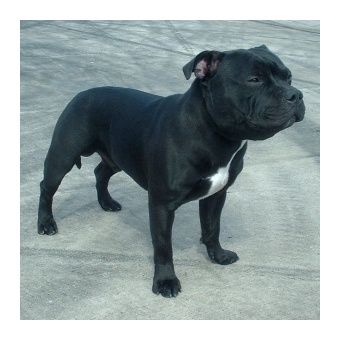 angol_staffordshire_bullterrier_1308128377