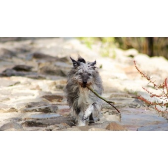 ardenni_psztorkutya2