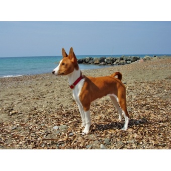 basenji1