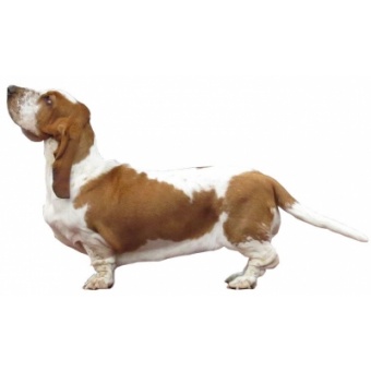 basset_hound_fond_blanc