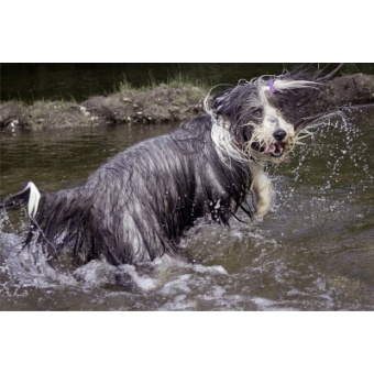 bearded_collie2