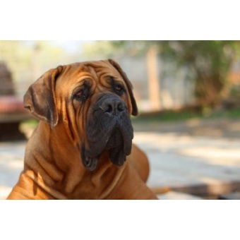 boerboel2