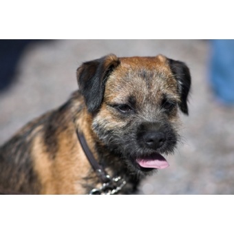 border_terrier1