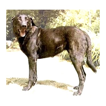 cao_de_castro_laboreiro2